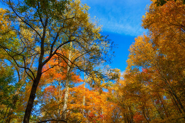 Roaring Fork Motor Trail in the Smokey Mountains