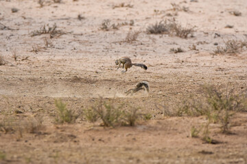 Obraz na płótnie Canvas Ground squirrels fighting for food, Kgalagadi TFP, South Africa