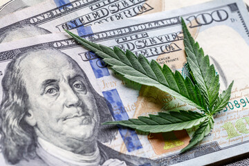 Legality of cannabis, legal and illegal cannabis on the world.Marijuana Cannabis business concept....