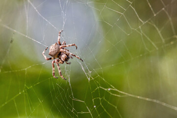 Close up macro shot of a European garden spider (cross spider, Araneus diadematus) sitting in a spider web.An orange spider weaving its web.