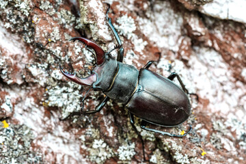 Male stag beetle (Lucanus cervus).Stag beetle sitng on the wooden branch . beetles background.Macro.Stacked photo - deep focus image.