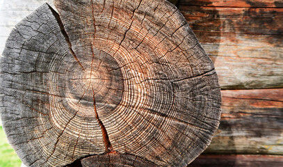 a close-up shot of an old wooden oak cut surface. Detailed warm dark brown and orange tones of the felled tree trunk. Rough organic texture of wood rings on the logs of an old house