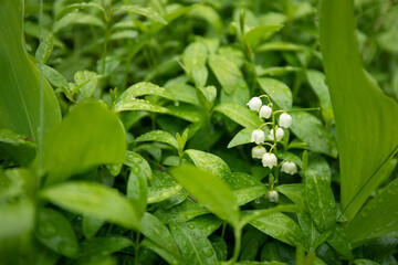 Lily of the valley flowering in spring garden