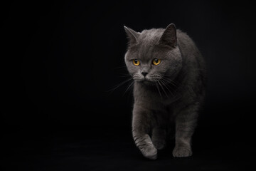 Fototapeta na wymiar British Blue Shorthair Cat walking