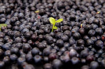 Ripe and tasty blueberries with green leaves on dark background. Bilberries close-up. Copy space for your text. Healthy food