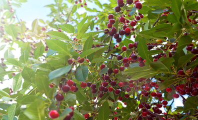 Cherries hanging on a cherry tree branch. Red and sweet cherries on a branch.