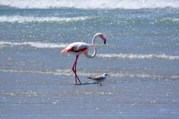 Greater flamingo, Diaz Point Lyderitz, Namibia