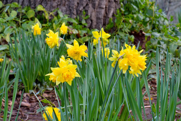 Fototapeta premium Campernelle Daffodil Bunch 02