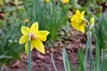 Daffodil Backside 01