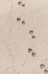 Dog Footprints on Sand