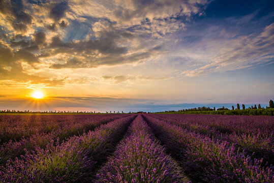 Campo di lavanda al tramonto nella localit&agrave; C&agrave; Mello di Porto Tolle, sulle foci del fiume Po.