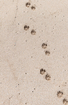 Dog Footprints on Sand