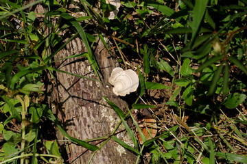 A white color mushroom on dead trunk