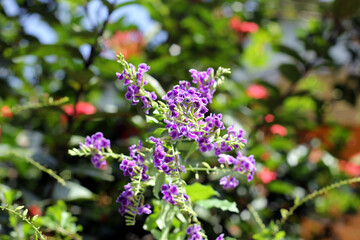 Selective focus on small purple flowers bunch
