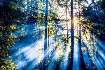 Fototapeta na wymiar Sun Rays Beaming through Forest Trees 