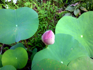 Close up of pink lotus bud,lotus leaves in background