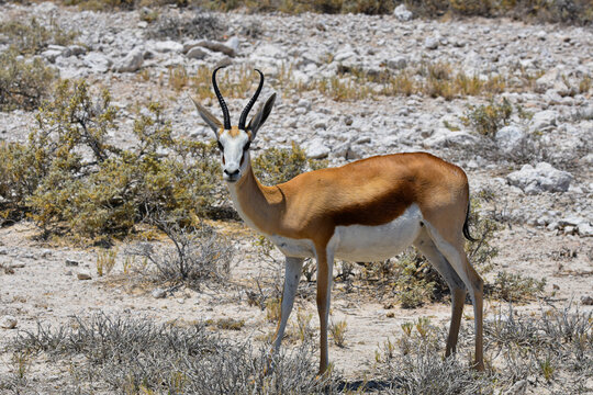 Springbok close up, Etosha NP, Namibia