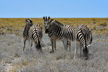 Fototapeta na wymiar Zebra family, Etosha NP, Namibia