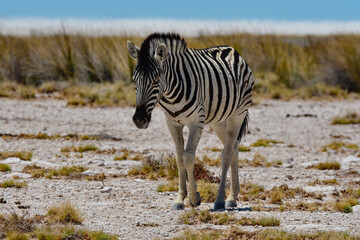 Fototapeta na wymiar Zebra close up, Etosha NP, Namibia