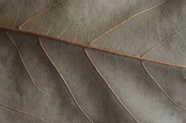 Brown leaf veins top view