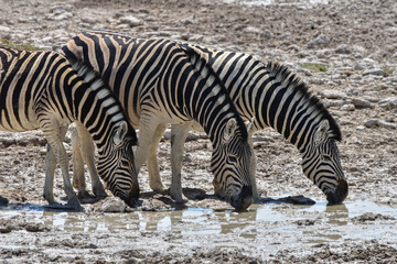 Fototapeta na wymiar Zebra family, Etosha NP, Namibia