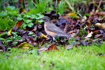 Orange Breasted Robin 01