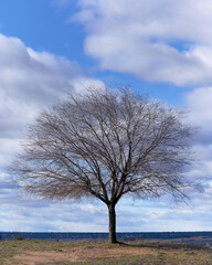 Isolated tree in the region of Tierra de Campos, Spain.