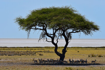 Acacia tree giving shelter to a herd of springbok, Etosha NP, Namibia