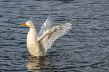 Hybrid white mallard duck