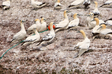 Largest single colony of northern gannets in the world on bonaventure island near Perce Quebec, Canada