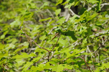 Brown-bodied dragonfly, clear wings with black tips and white spot, perched on tree branch