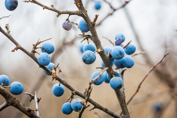 thorny berries on a branch