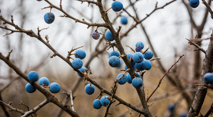 ripe sloe berries on a branch