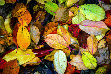 autumn leafage cover