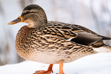 Wild brown duck in winter. Hunting for mallards.