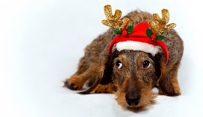 Funny wire-haired dachshund, wearing a red hat and golden deer horns