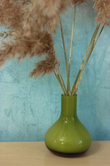 Pampas grass or cortaderia dioecious, Sello, close-up against a blue wall in a home interior. 