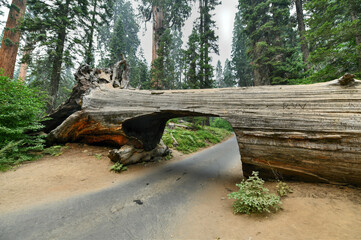 Tunnel Log Tree - Sequoia National Park