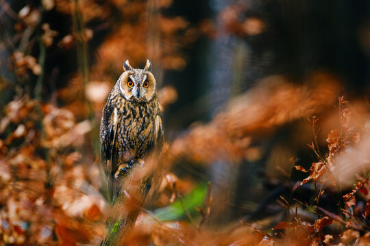Long-eared owl, Asio otus, perched on rotten mossy branch in colorful orange forest. Autumn in nature. Bird of prey in beech forest with red leaves. Wildlife photo from nature.