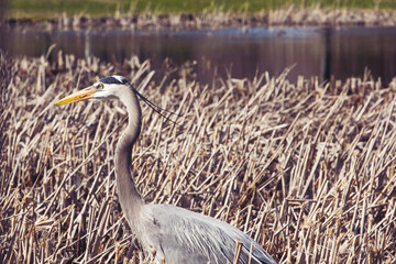 Heron stands in the grass