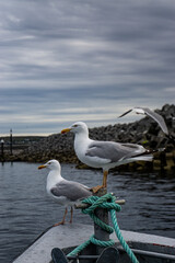 Mouettes à la poupe