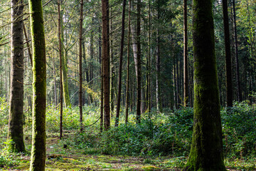 Fototapeta na wymiar Simple forêt