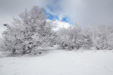Obraz premium Snowy winter. Very beautiful winter landscape. trees in the snow.
