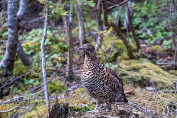 View of a female Canada grouse (Falcipennis canadensis) in the Gaspésie national park, Canada