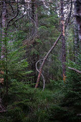 Arbre tordu