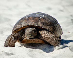 Turtle walking on the beach