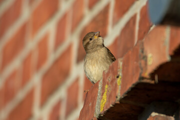 Spatz