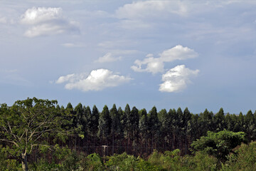 Obraz premium Natural landscape with plantations in the background