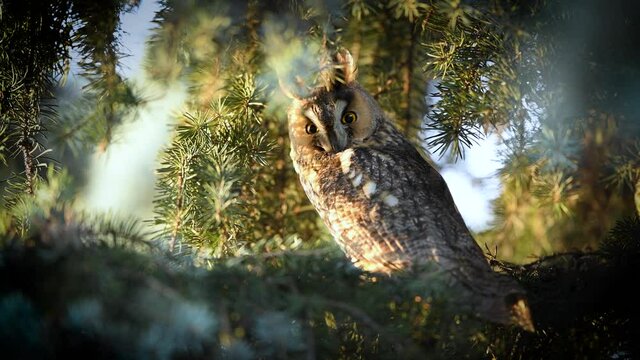 Long eared owl ( Asio otus )	