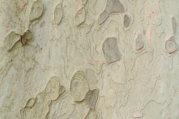 The bark of plane tree (Platanus acerifolia) is a nice background